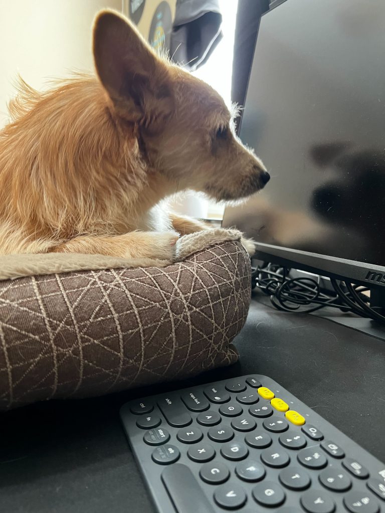 Henry the dog sits in his bed next to Joaquin's computer monitor